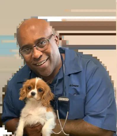 the village vets decatur reviews